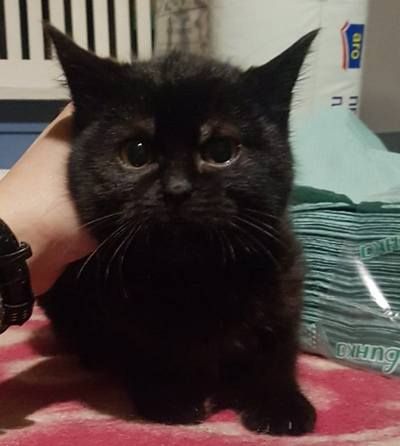 У Коломиї домашні улюбленці шукають дім 12