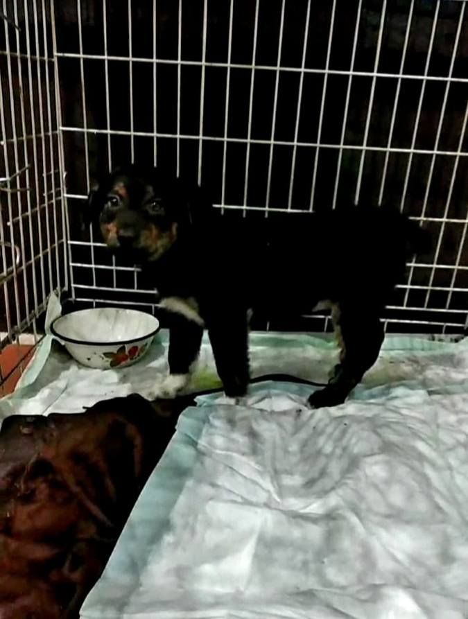 У Коломиї домашні улюбленці шукають дім 3