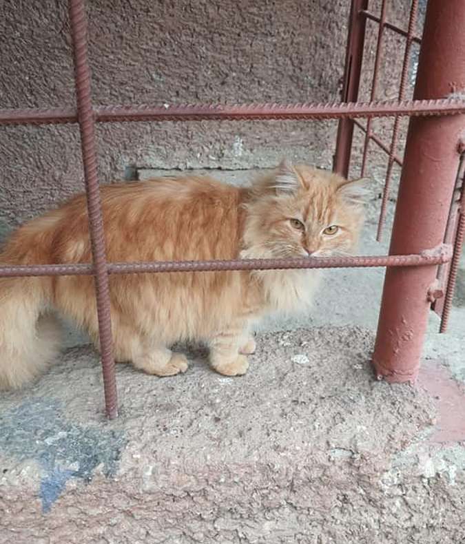 У Коломиї домашні улюбленці шукають дім 19