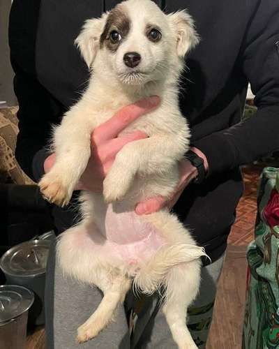 У Коломиї домашні улюбленці шукають дім 8