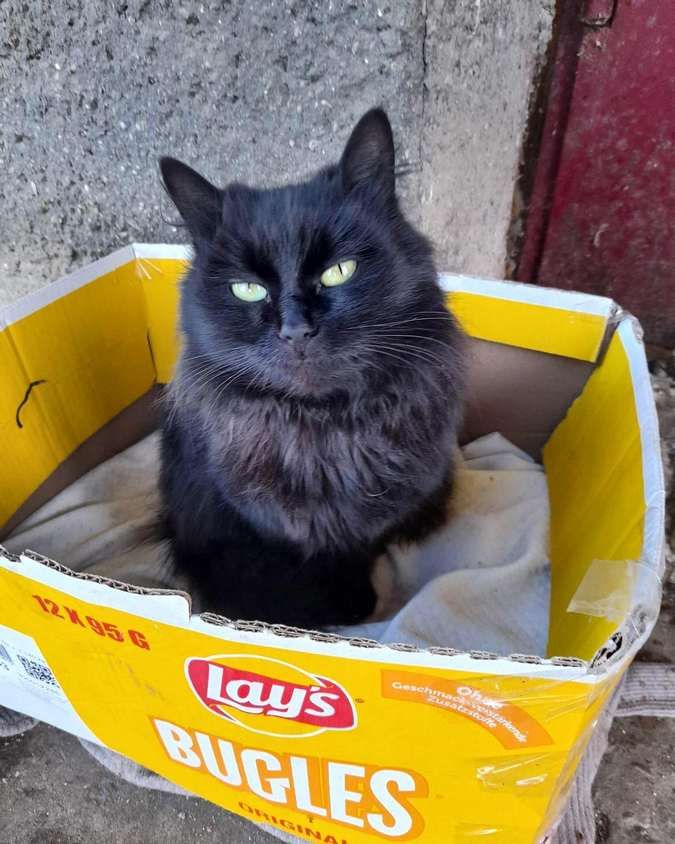 У Коломиї домашні улюбленці шукають дім 1