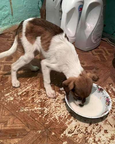 У Коломиї домашні улюбленці шукають дім 9