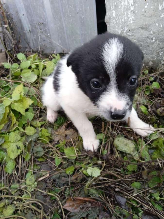У Коломиї домашні улюбленці шукають дім 2