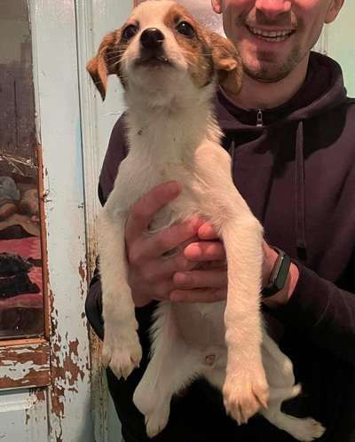 У Коломиї домашні улюбленці шукають дім 5