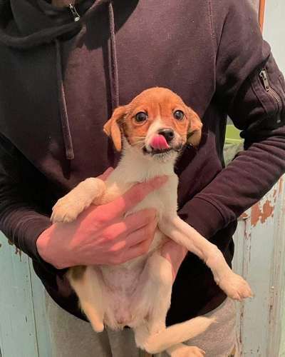 У Коломиї домашні улюбленці шукають дім 6