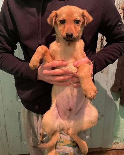 У Коломиї домашні улюбленці шукають дім 4