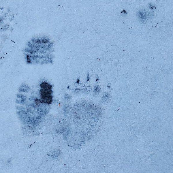 Не спиться: у Карпатах розгулює ведмідь 1