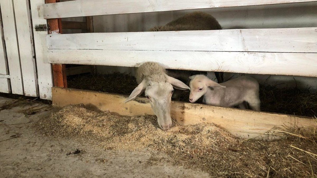 Прикарпаття стало прихистком для ферми з Бахмута 3