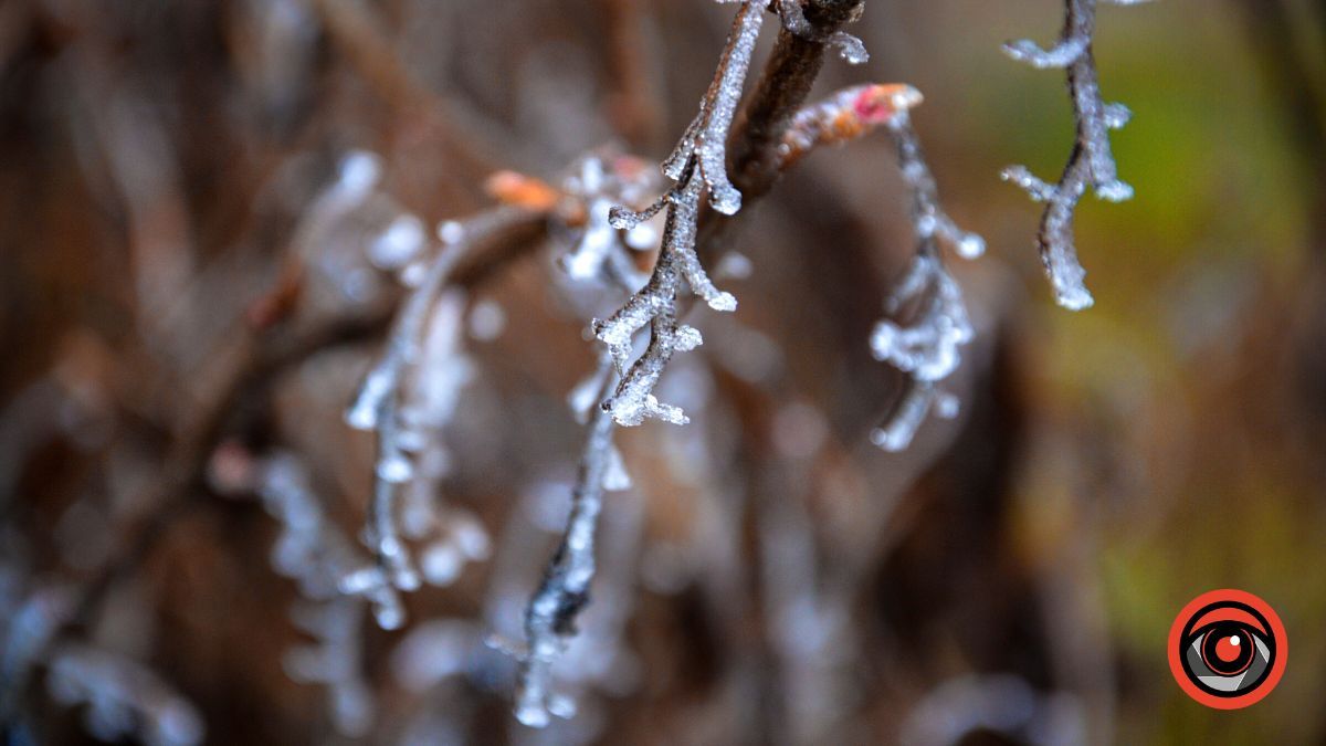 Нуарний бульвар у Коломиї | Фоторепортаж 16