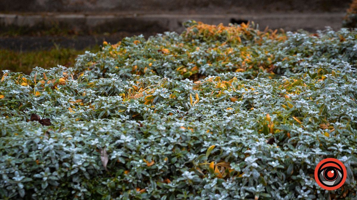 Нуарний бульвар у Коломиї | Фоторепортаж 12