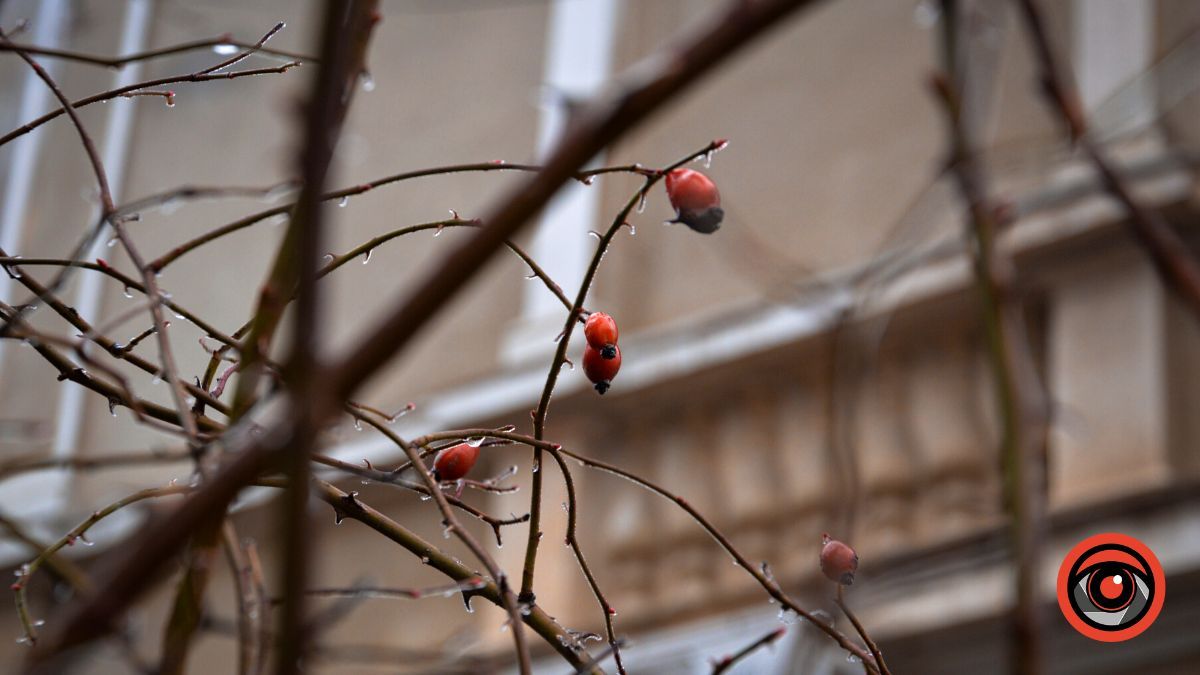 Нуарний бульвар у Коломиї | Фоторепортаж 4