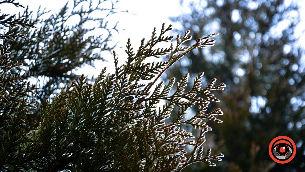 Нуарний бульвар у Коломиї | Фоторепортаж 18