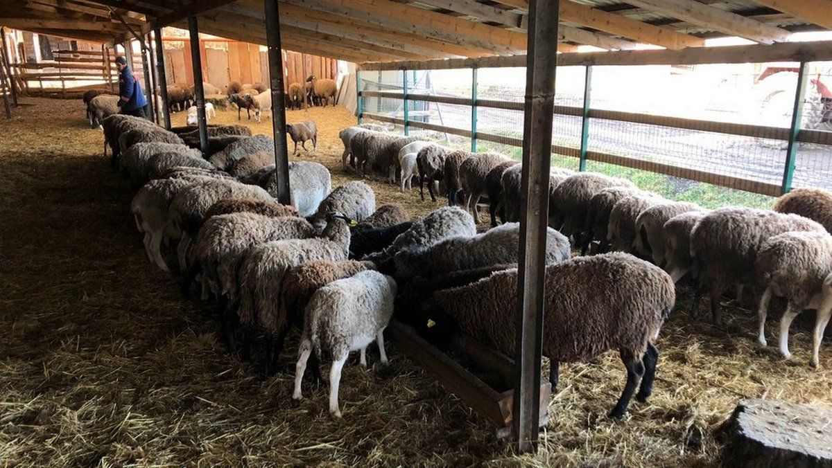 Прикарпаття стало прихистком для ферми з Бахмута 1