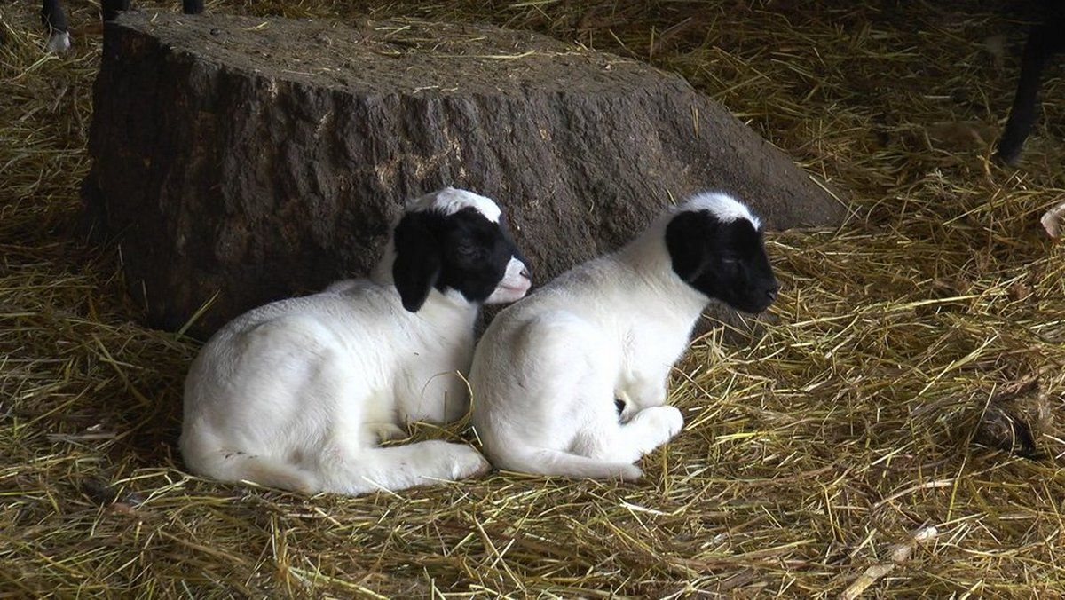 Прикарпаття стало прихистком для ферми з Бахмута 4