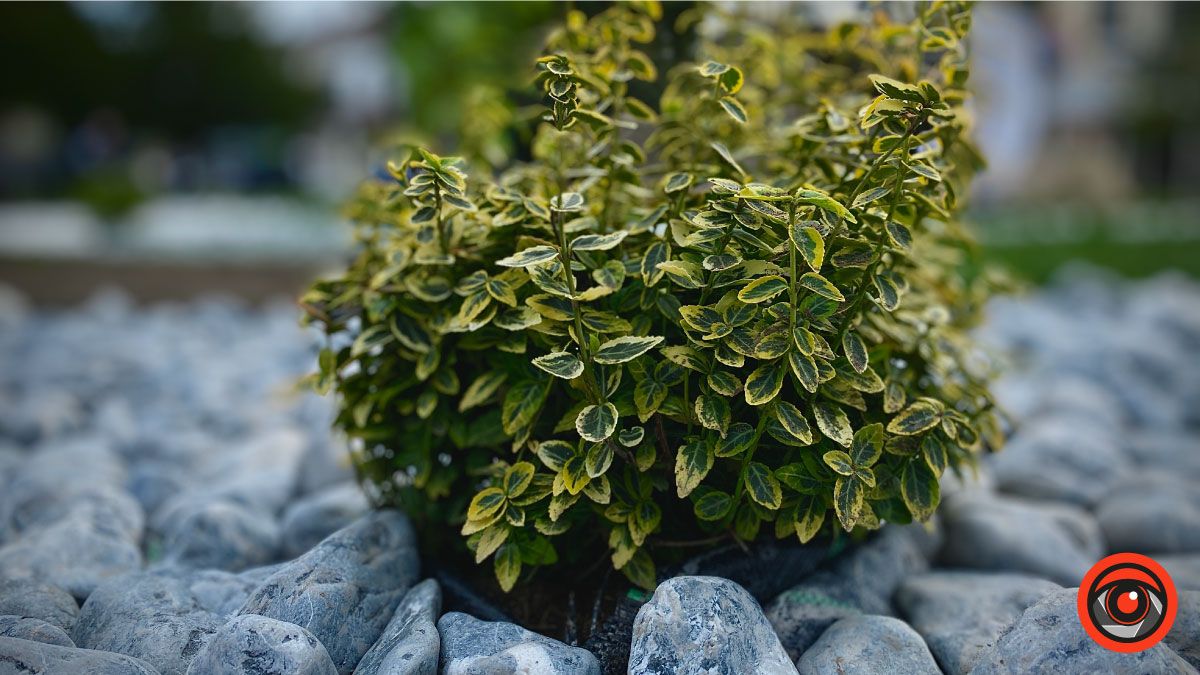 Скільки коштувала клумба біля ратуші в Коломиї 2