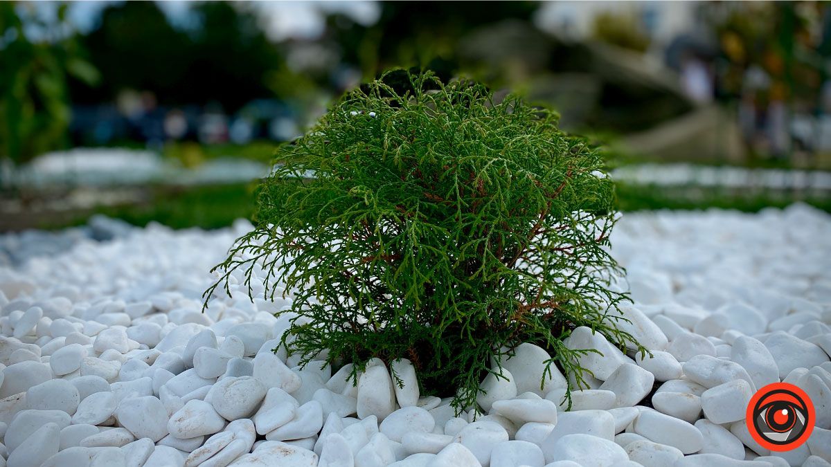 Скільки коштувала клумба біля ратуші в Коломиї 3