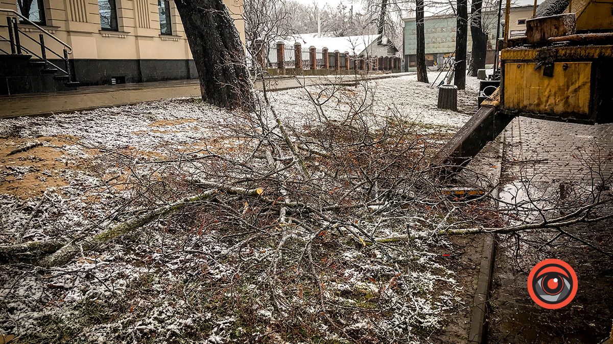 У Коломиї в сквері комунальники чистять дерева 2