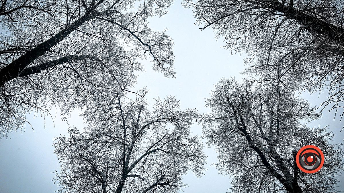 У Коломиї в сквері комунальники чистять дерева 6