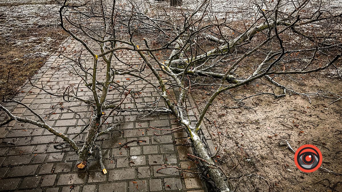 У Коломиї в сквері комунальники чистять дерева 4