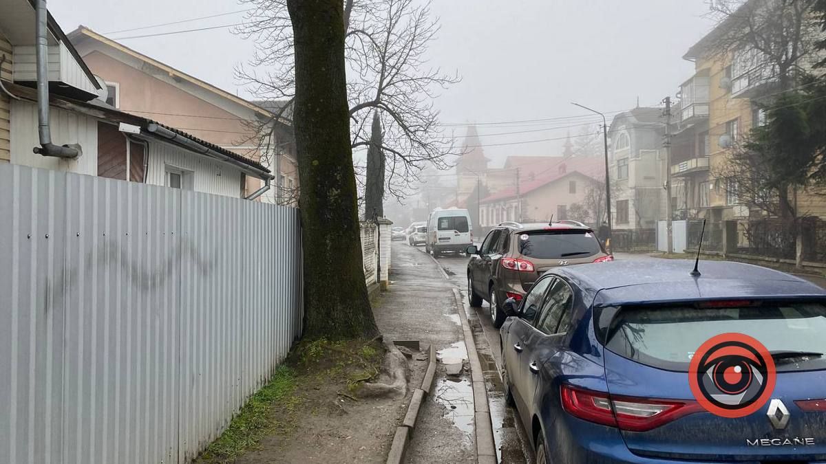 Коломияни скаржаться на дерева, які заважають пішоходам 1