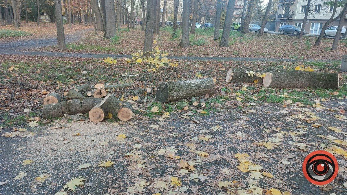 На озеленення парків у Коломиї витратили понад 775 тис грн 3