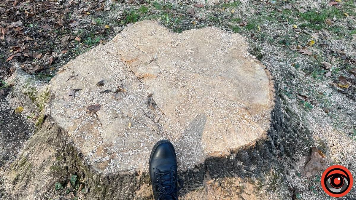 На озеленення парків у Коломиї витратили понад 775 тис грн 2