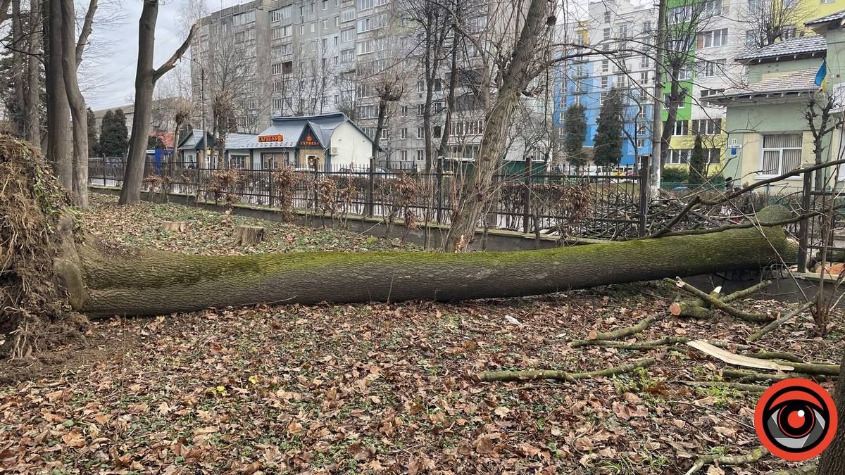 У Коломиї сильний вітер повалив дерево на дорогу і зламав огорожу 2