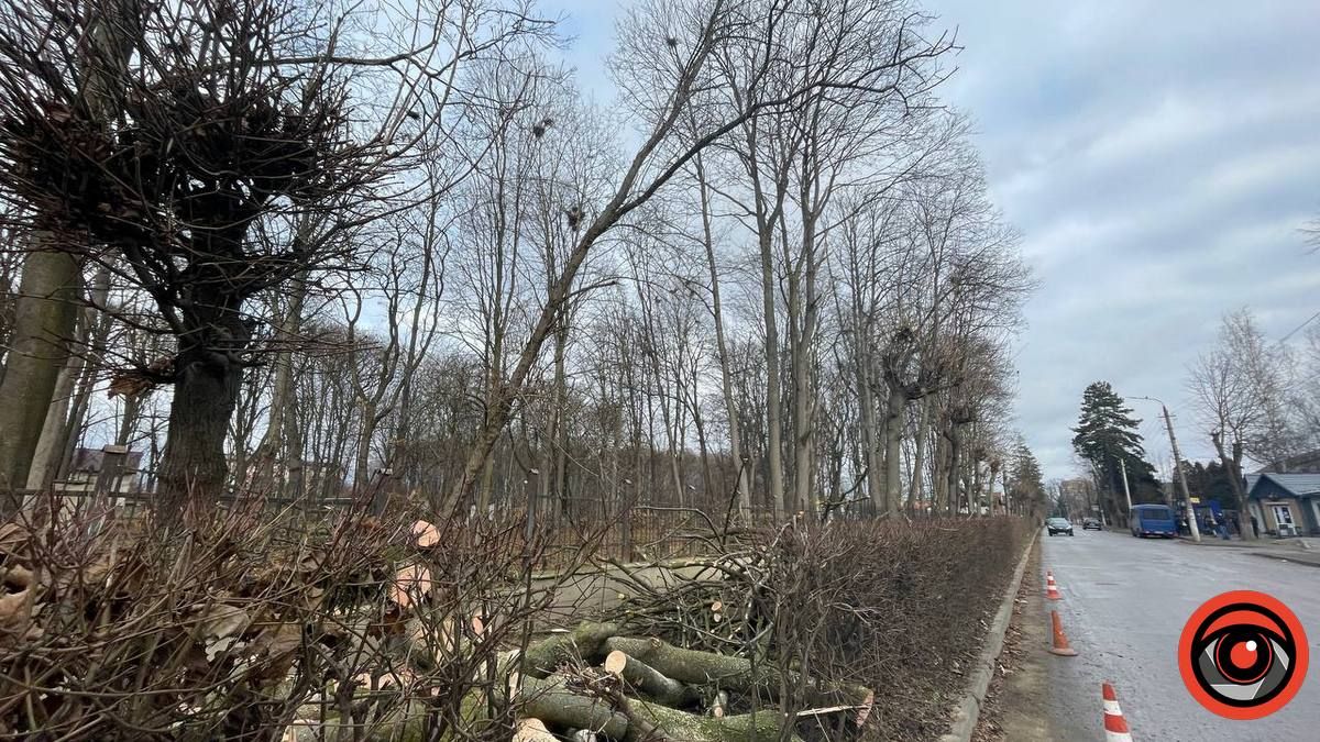 У Коломиї сильний вітер повалив дерево на дорогу і зламав огорожу 4