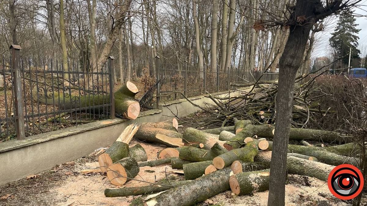 У Коломиї сильний вітер повалив дерево на дорогу і зламав огорожу 5
