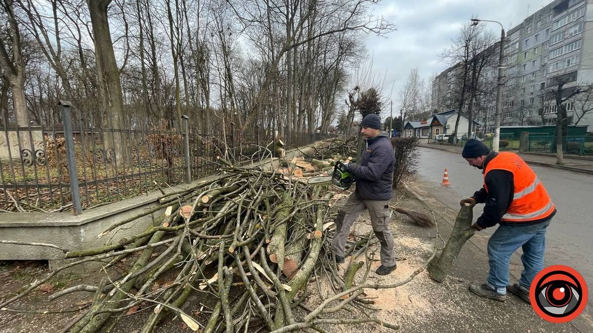 У Коломиї сильний вітер повалив дерево на дорогу і зламав огорожу