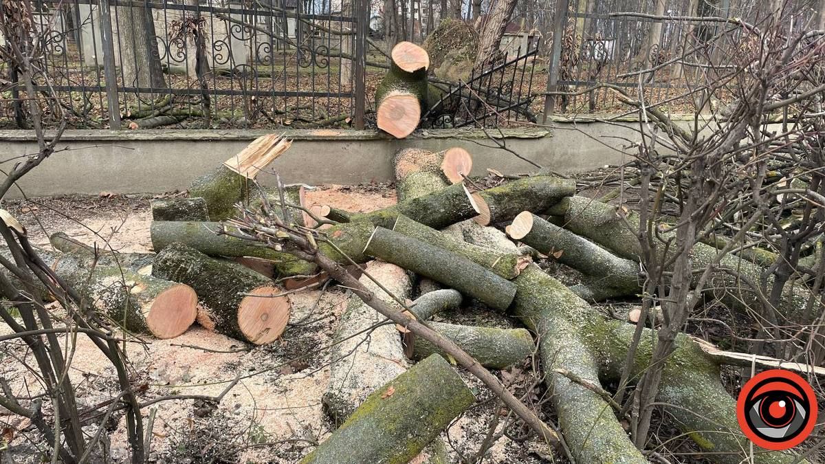 У Коломиї сильний вітер повалив дерево на дорогу і зламав огорожу 6