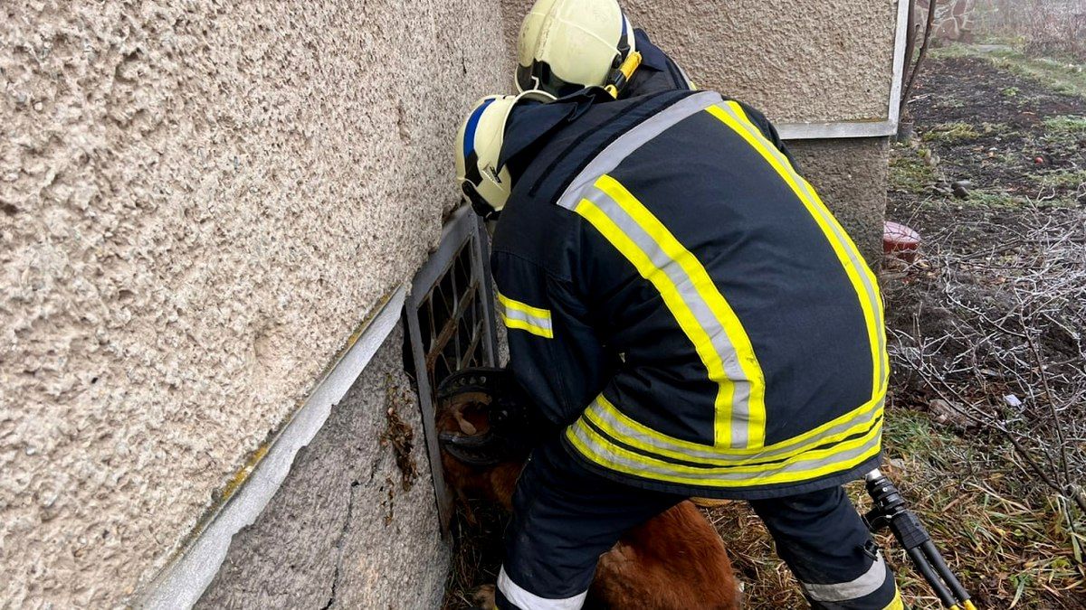 У Коломиї собака застряг у решітці цокольного вікна 1