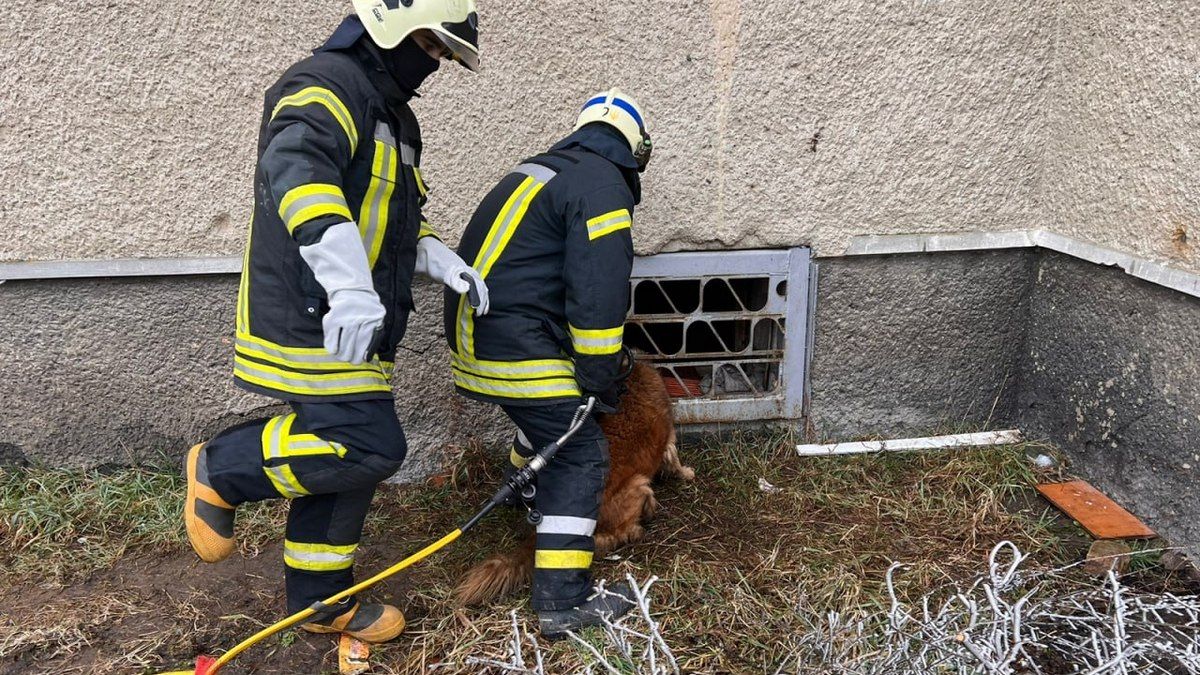 У Коломиї собака застряг у решітці цокольного вікна 2