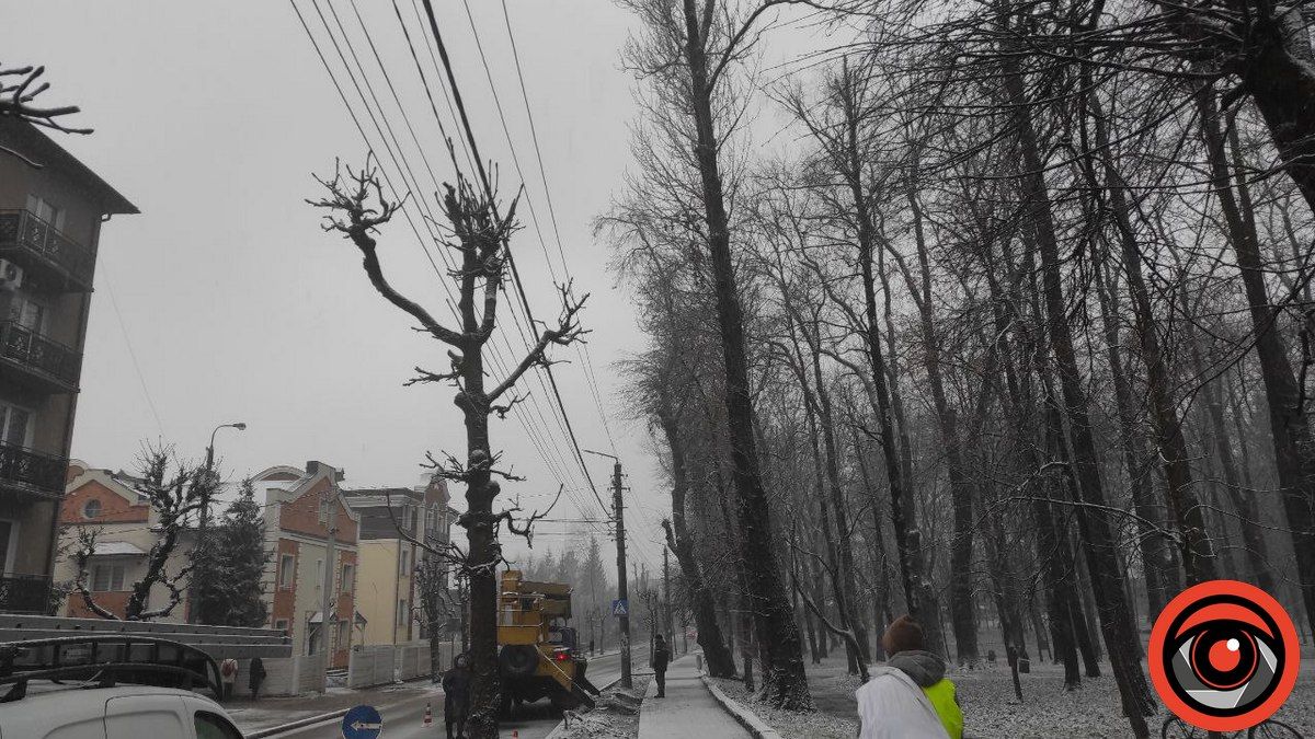 У парку Коломиї понижають крони дерев, попереду - велика чистка 2