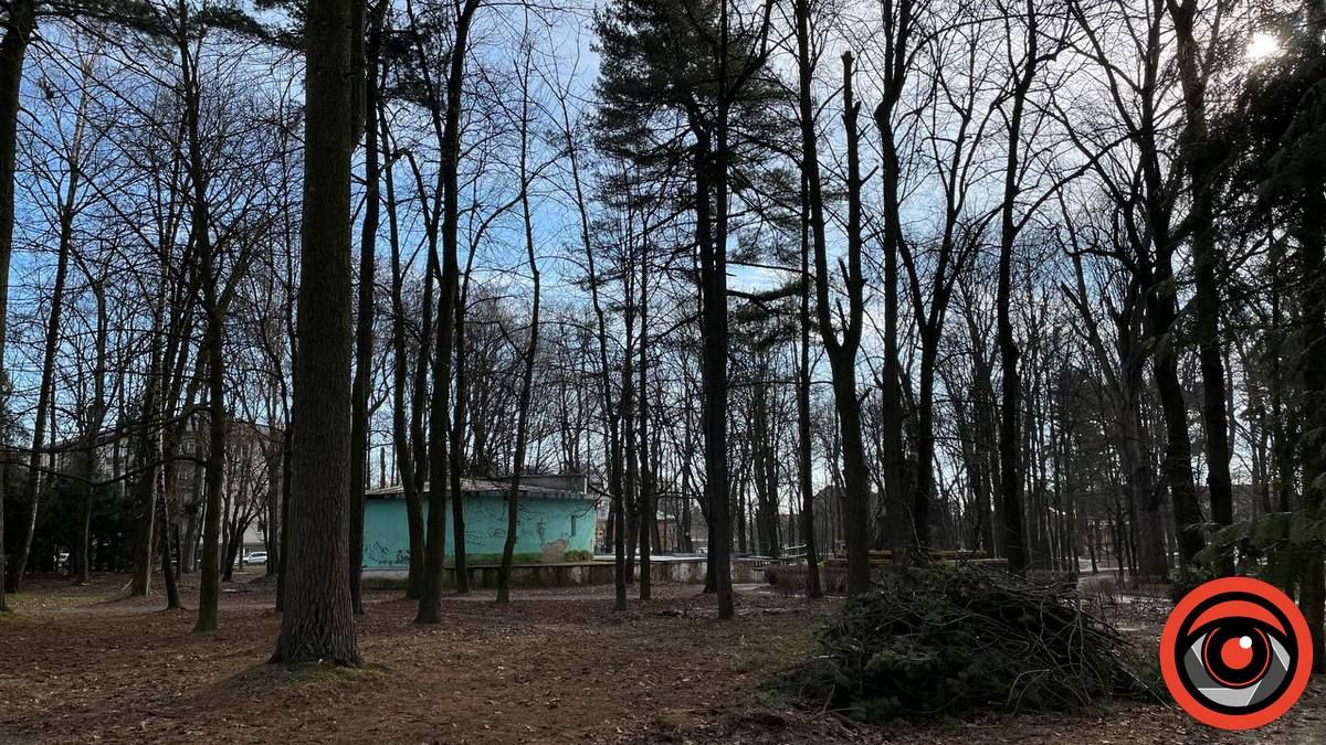 У парку Коломиї зрубали багаторічну сосну, дерево було повністю здорове 1