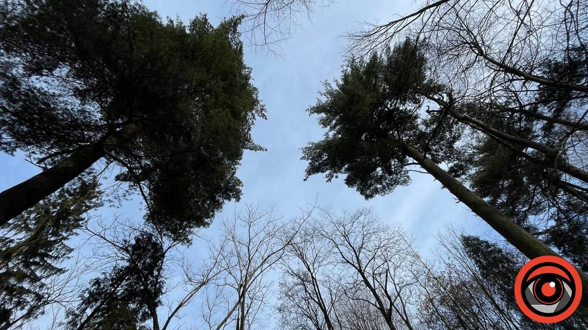 У парку Коломиї зрубали багаторічну сосну, дерево було повністю здорове 2