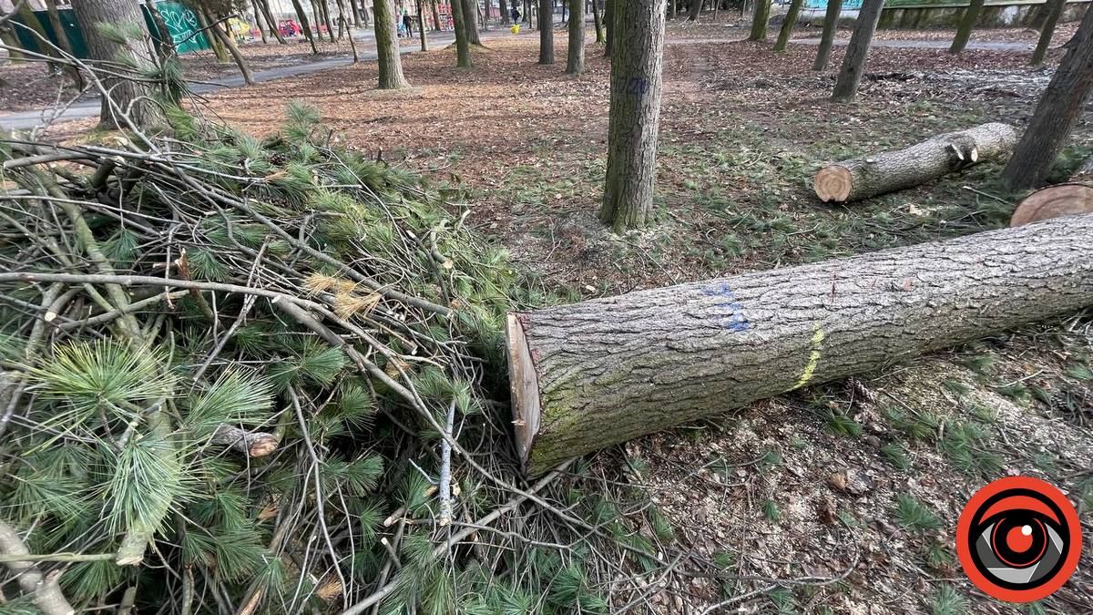 У парку Коломиї зрубали багаторічну сосну, дерево було повністю здорове 3