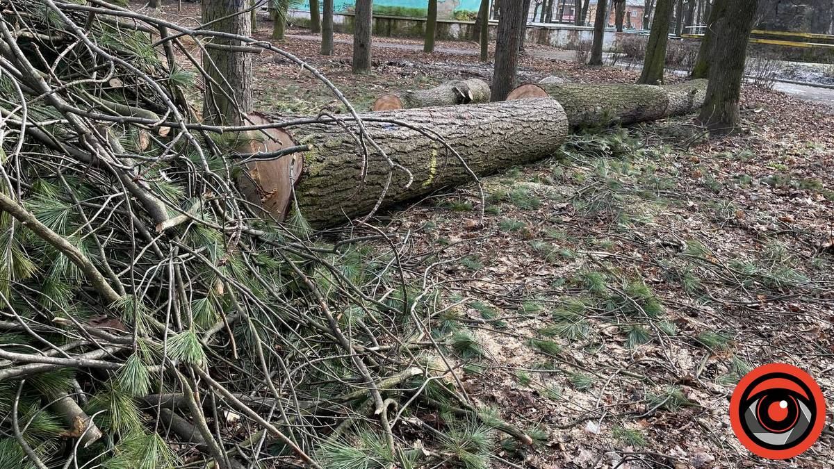 У парку Коломиї зрубали багаторічну сосну, дерево було повністю здорове 4