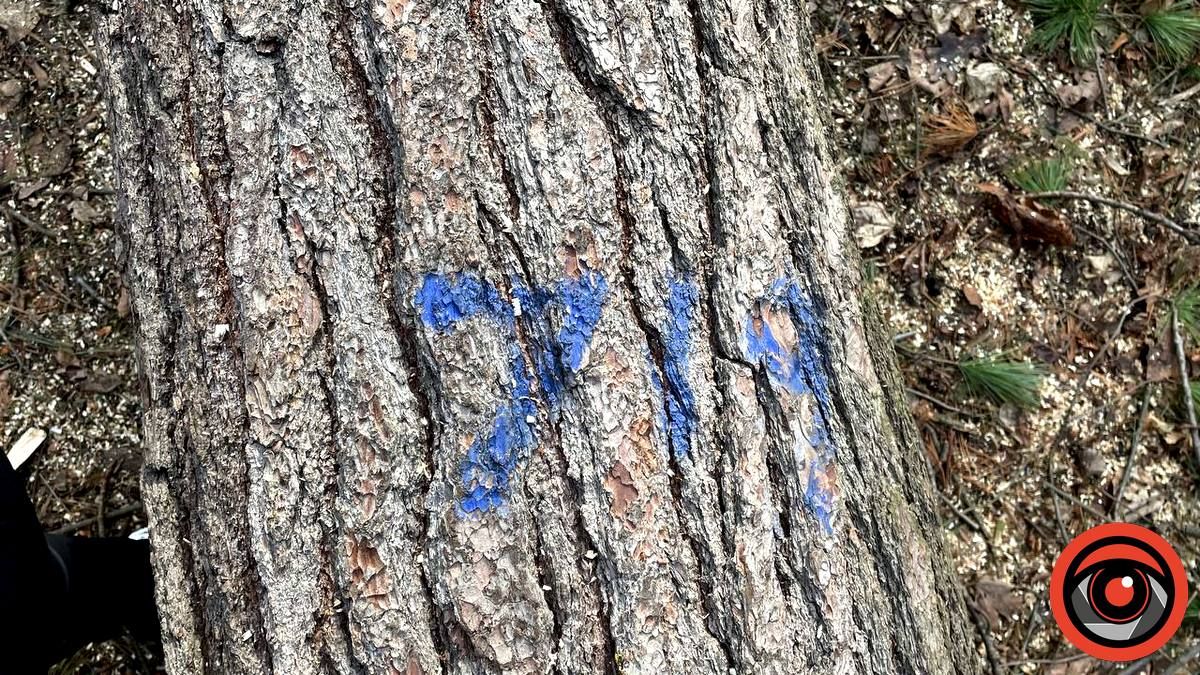 У парку Коломиї зрубали багаторічну сосну, дерево було повністю здорове 5