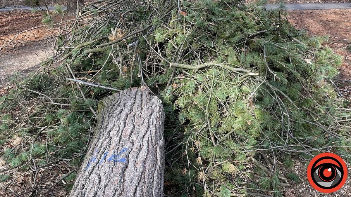 У парку Коломиї зрубали багаторічну сосну, дерево було повністю здорове 6