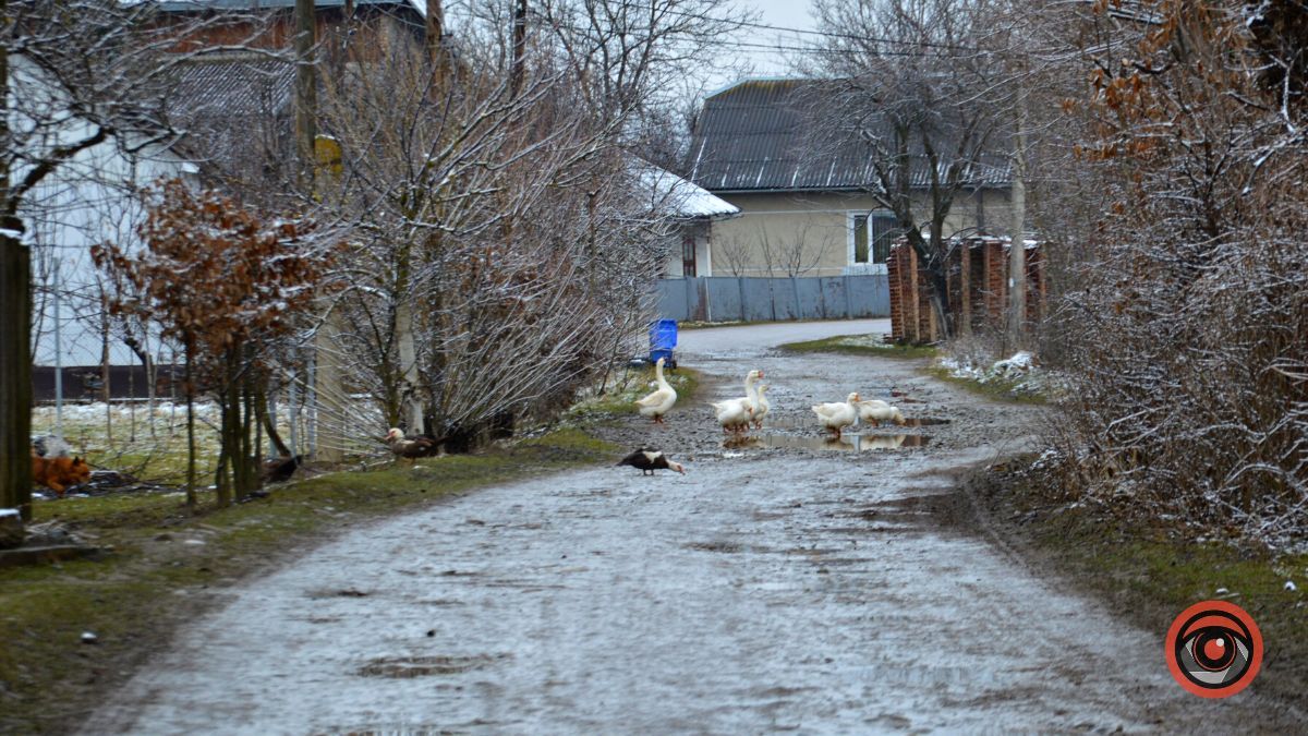 Це все винні гуси: вулиця Січинського у Коломиї потребує ремонту 9