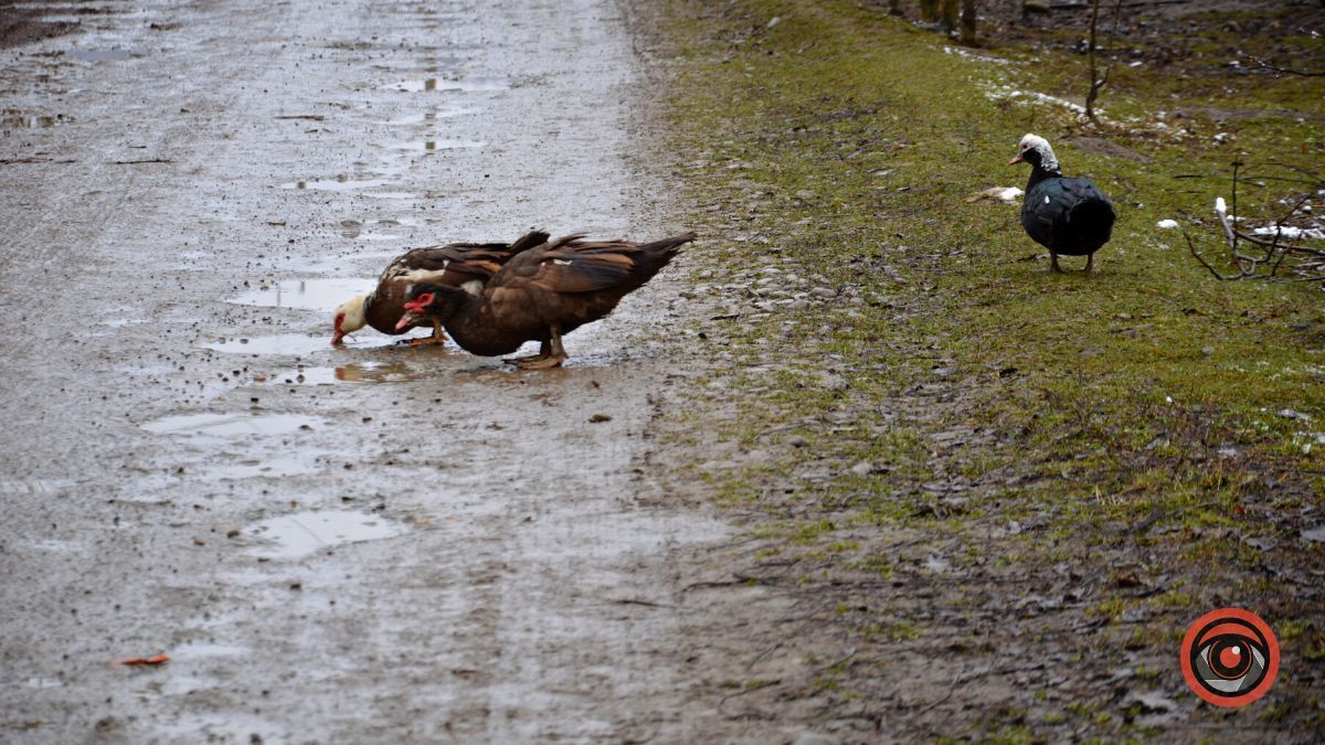Це все винні гуси: вулиця Січинського у Коломиї потребує ремонту 8