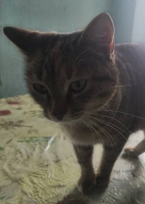 Чотирилапі знову шукають люблячу домівку в Коломиї 2