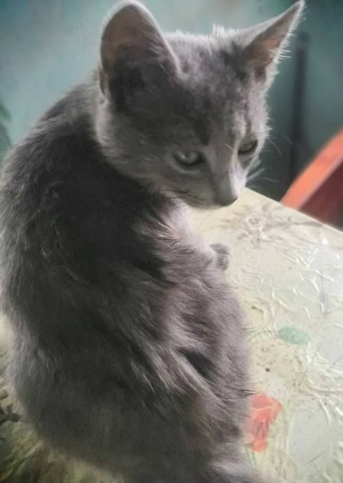 Чотирилапі знову шукають люблячу домівку в Коломиї 3