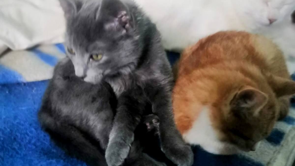 Чотирилапі знову шукають люблячу домівку в Коломиї 1