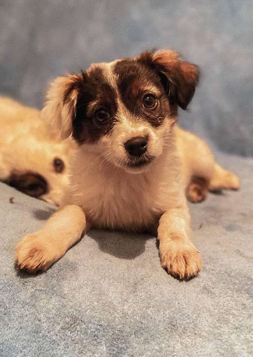 Чотирилапі знову шукають люблячу домівку в Коломиї 6