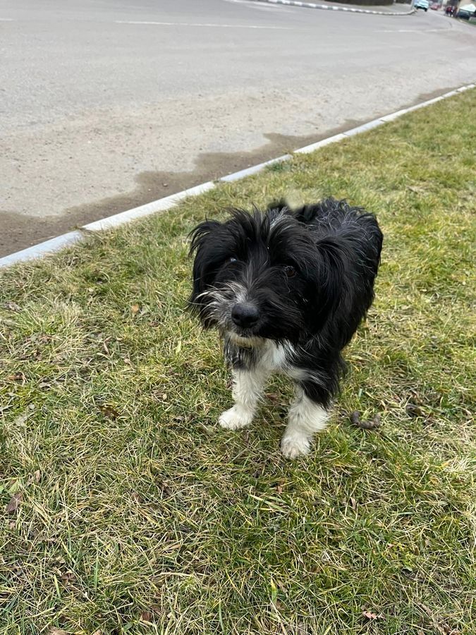 Чотирилапі знову шукають люблячу домівку в Коломиї 9