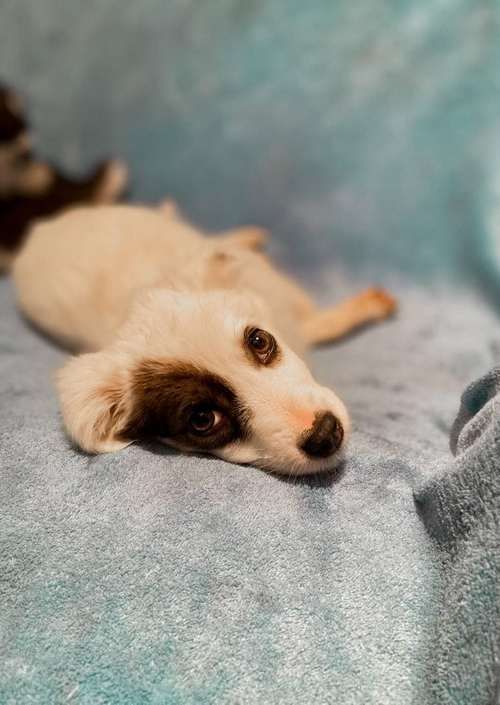 Чотирилапі знову шукають люблячу домівку в Коломиї 7