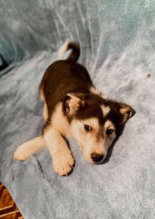 Чотирилапі знову шукають люблячу домівку в Коломиї 5