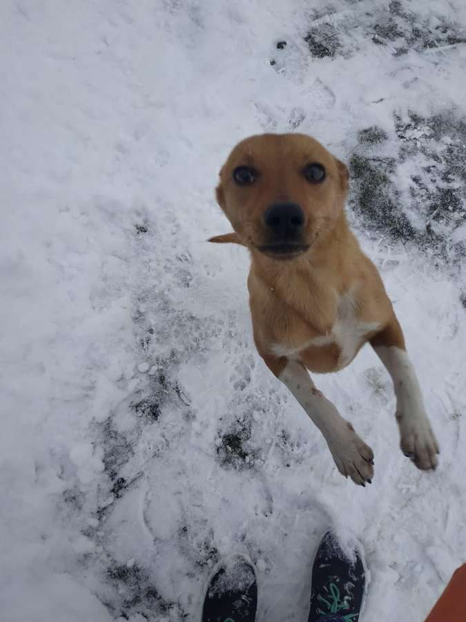 Чотирилапі знову шукають люблячу домівку в Коломиї 10